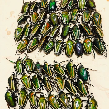 Dicronorrhina derbyana Vzor Reálne chrobák Vzor Umelecké Zbierky Hmyzu Mozaiky Steampunk Chrobák domáce dekorácie príslušenstvo